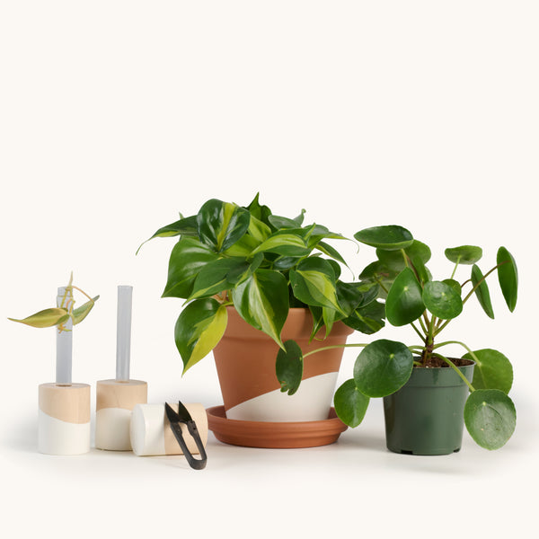 philodendron grow kit Propagation kit – Horti