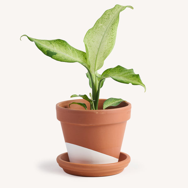 Dieffenbachia Camouflage – Horti