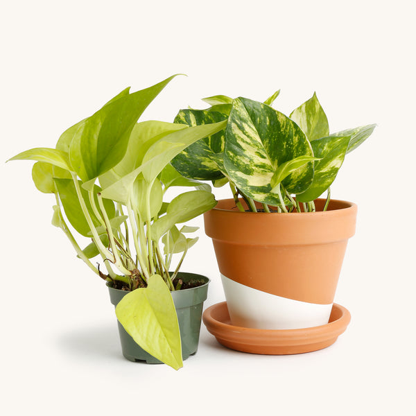 potted pothos plant Pothos – Horti