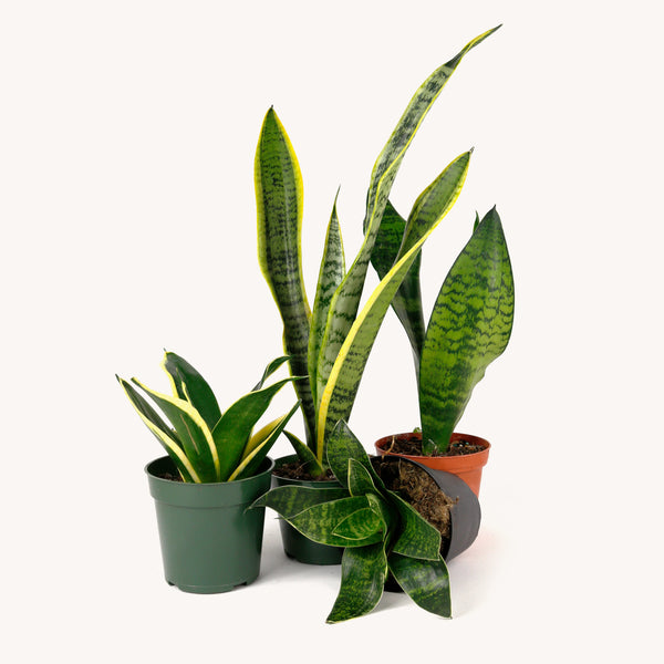 is there such thing as dwarf snake plant Sansevieria Snake, Dwarf – Horti