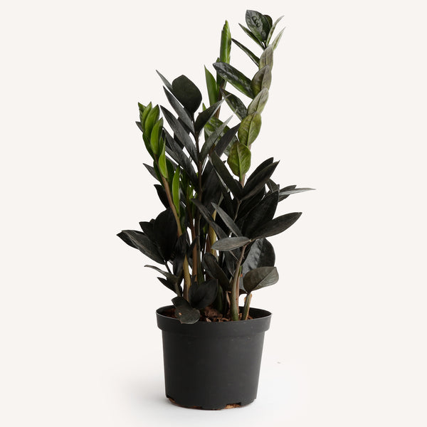 delray plants zz plant zamioculcas zamiifolia 中文 Zamioculcas zamiifolia 'Dowon' / ZZ Raven – Horti