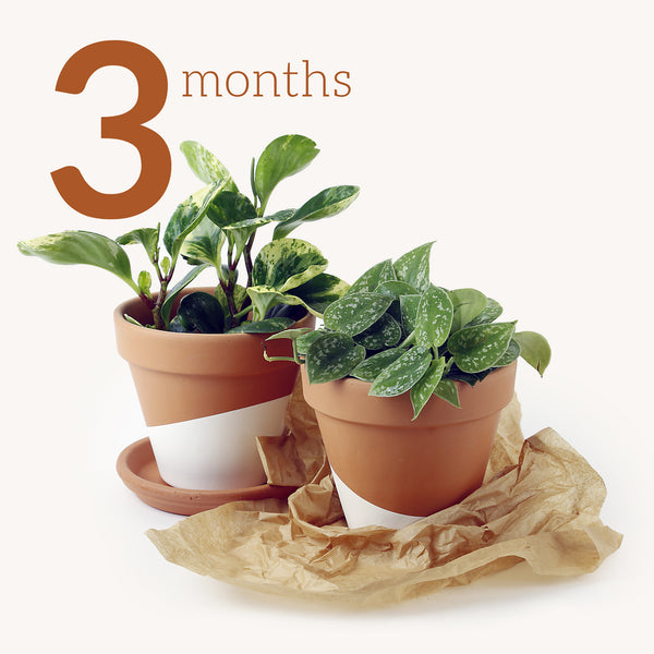 Shop Monthly Plant Gift Subscription at Horti