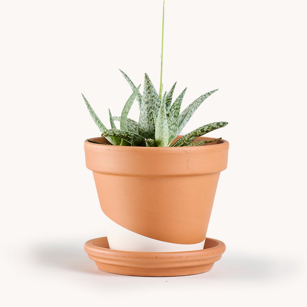 Aloe White Fox – Horti