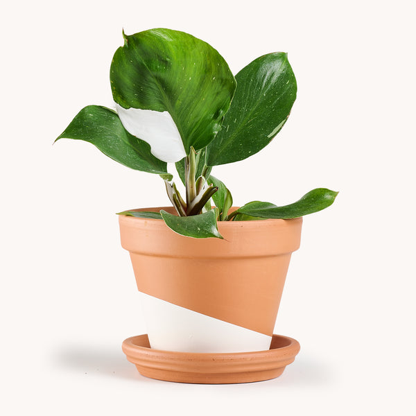 Philodendron White Knight – Horti