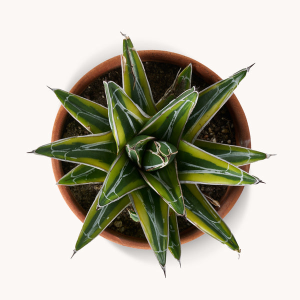 agave_grande.jpg?v=1661877805