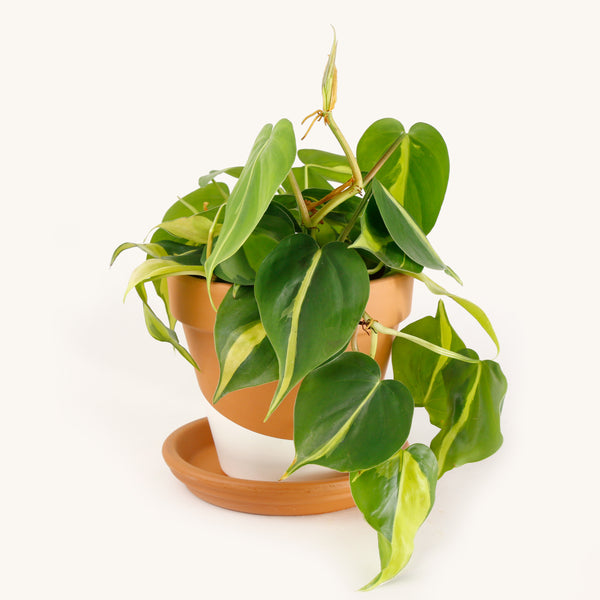 brazil pothos or philodendron Philodendron Brasil – Horti