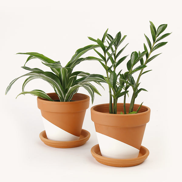 low pots for plants Low-light bundle – Horti