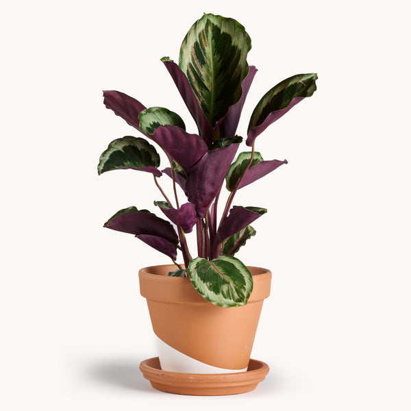 purple calathea prayer plant Calathea Roseopicta – Horti