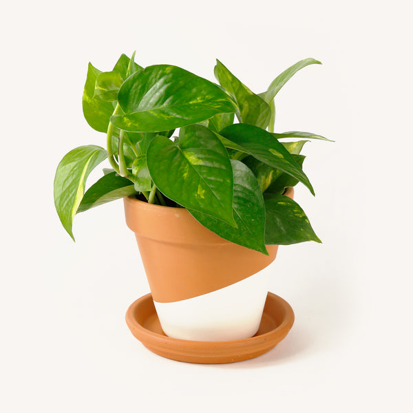 pot for pothos Pothos – Horti
