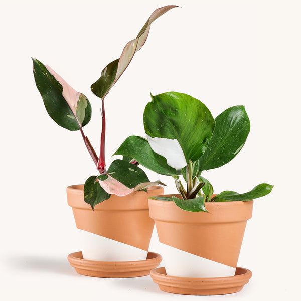 Royal Bundle Indoor House Plants Delivered to Your Do