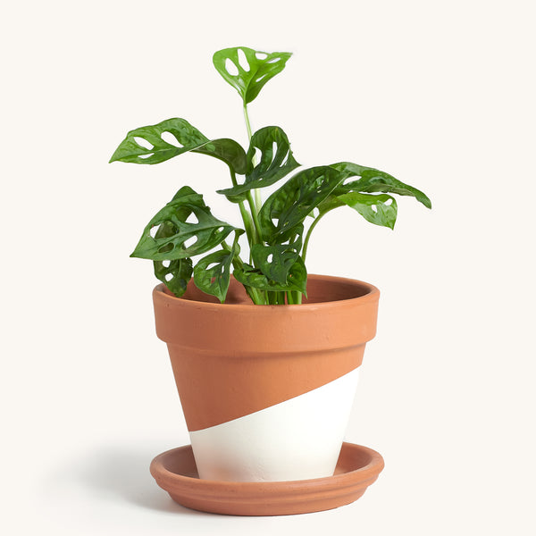 Philodendron Swiss Cheese Indoor House Plants Deliver