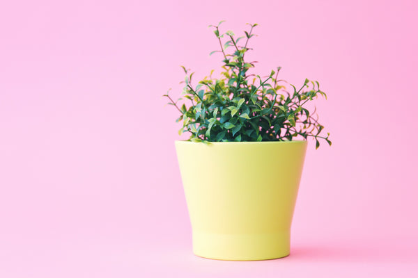 Real vs. Artificial Plants: Benefits + What is Right For You
