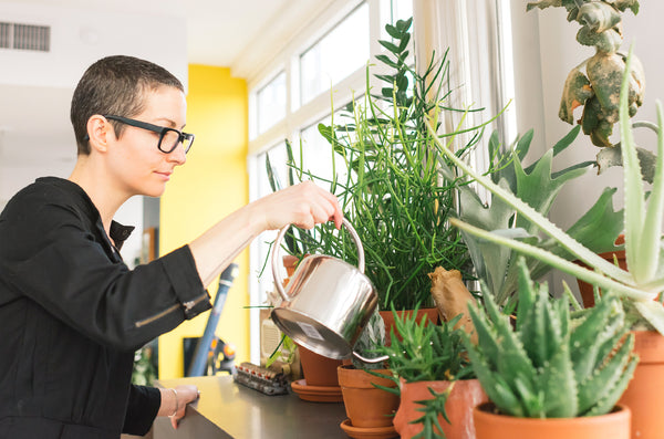 Watering houseplants: finding the space between parched and drowning