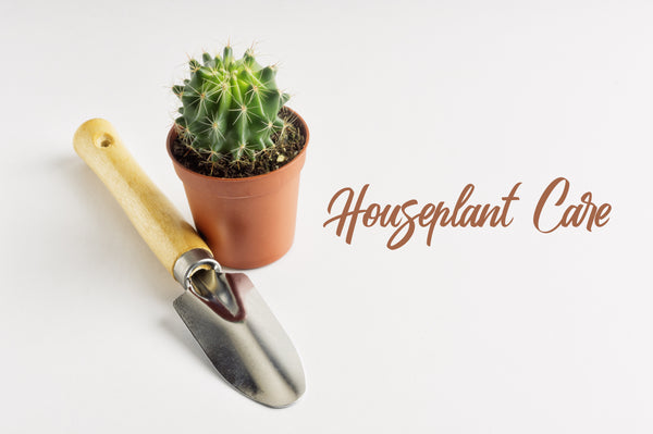 First Base: Houseplant Care Guide