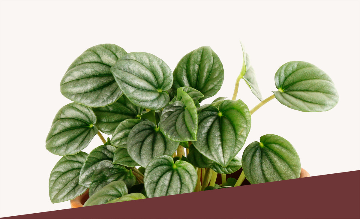 harlequin pothos for sale Rare Uncommon Pothos Plants Cuttings Albo Pothos Dragon Key Sleeping J –  Rooting 4 Joy