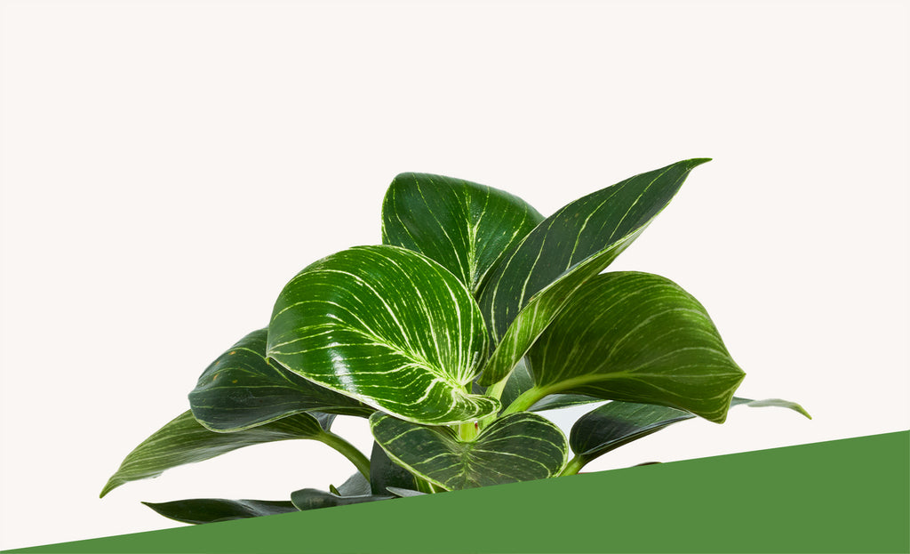 fake philodendron Faux Potted Philodendron Plant main image 1