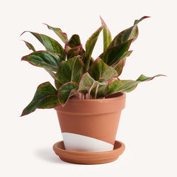 Aglaonema Firecracker
