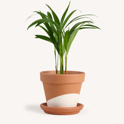 Areca Palm