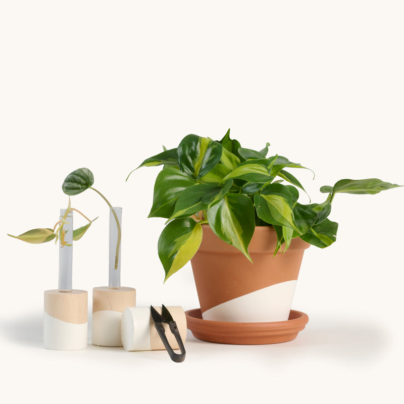 indoor plant propagation kit Propagation kit – Horti