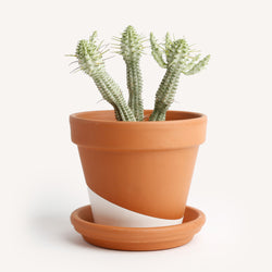 Euphorbia mammillaris variegata