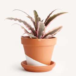 Bromeliad Earth Star