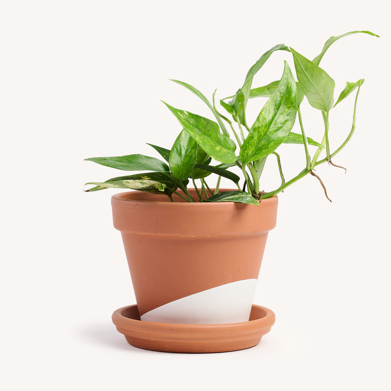 pothos terracotta Epipremnum Pinnatum Neon Variegated – Horti