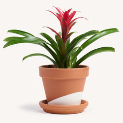 Bromeliad Guzmania