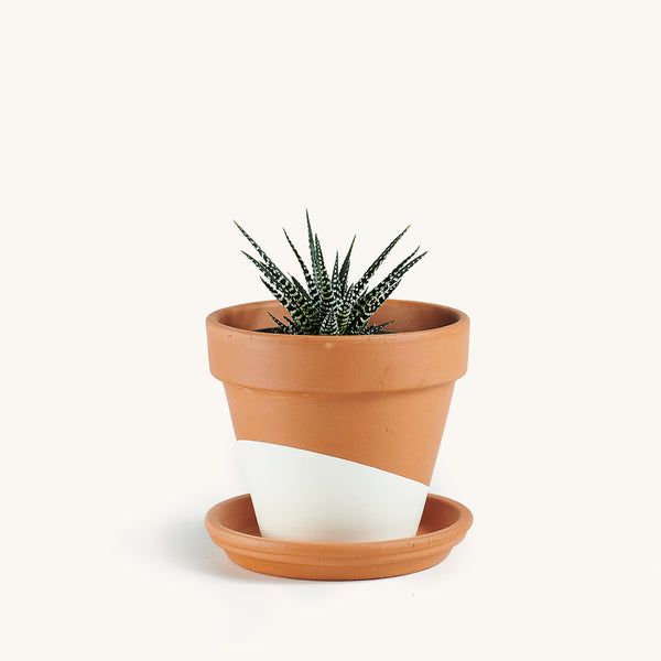 Haworthia Indoor House Plants Delivered to Your Door