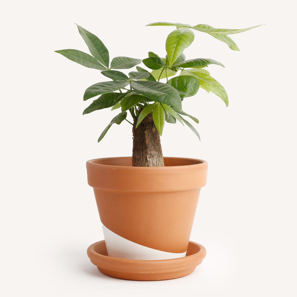 pachira stump money tree Money Tree Stump – Horti