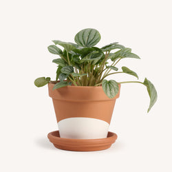 Peperomia Frost
