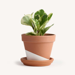 Peperomia Golden Gate