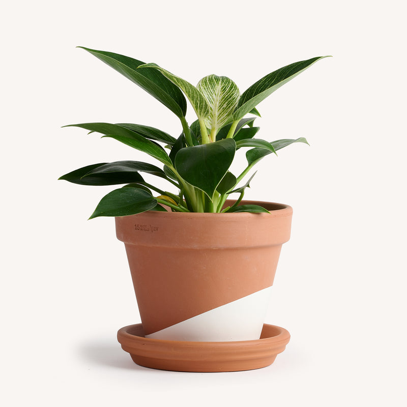 philodendron in terracotta Philodendron Birkin – Horti