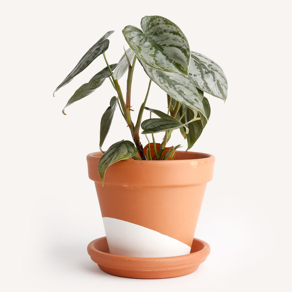 Philodendron Brandi Indoor House Plants Delivered to