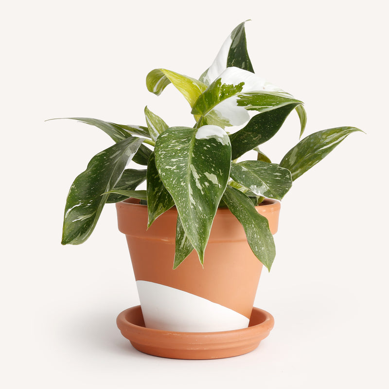 philodendron punctata care Philodendron punctata – Horti
