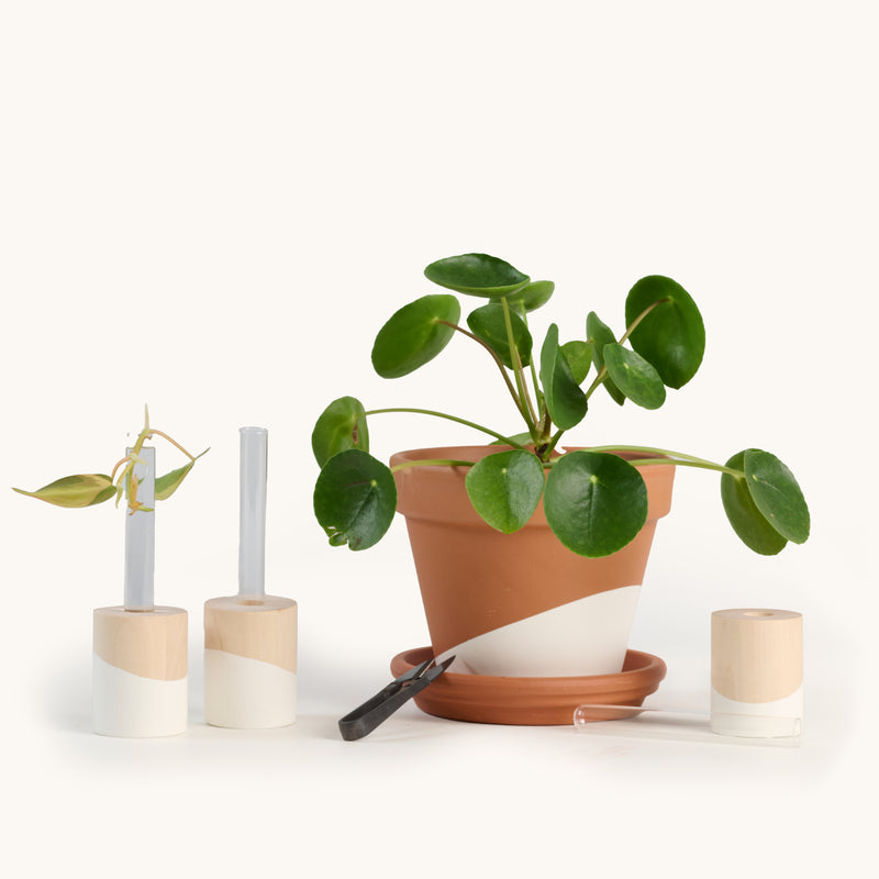 indoor plant propagation kit Propagation kit – Horti