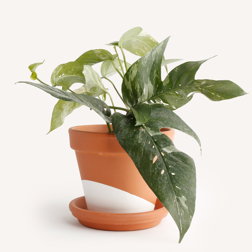 pothos pinnatum Epipremnum Pinnatum Albo – Horti
