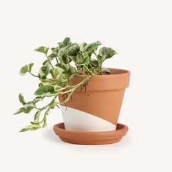 Pearls and Jade Pothos