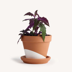 Purple Passion