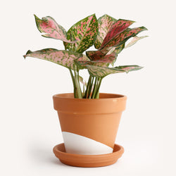 Aglaonema 'Ruby Ray'