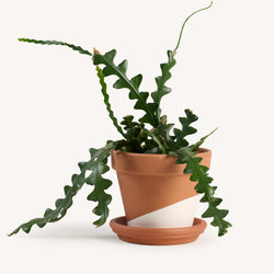 Fishbone Ric Rac Cactus