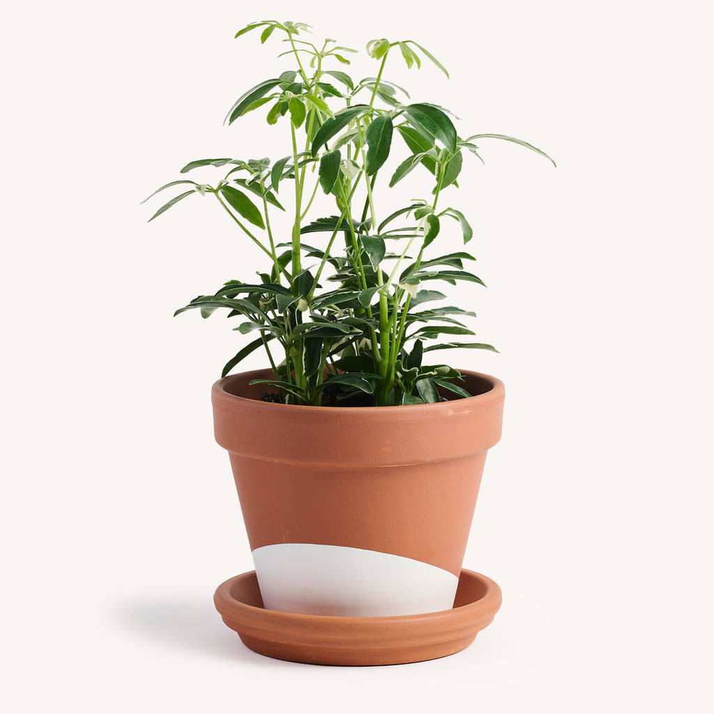 schefflera arboricola white Schefflera Arboricola Variegata – Horti