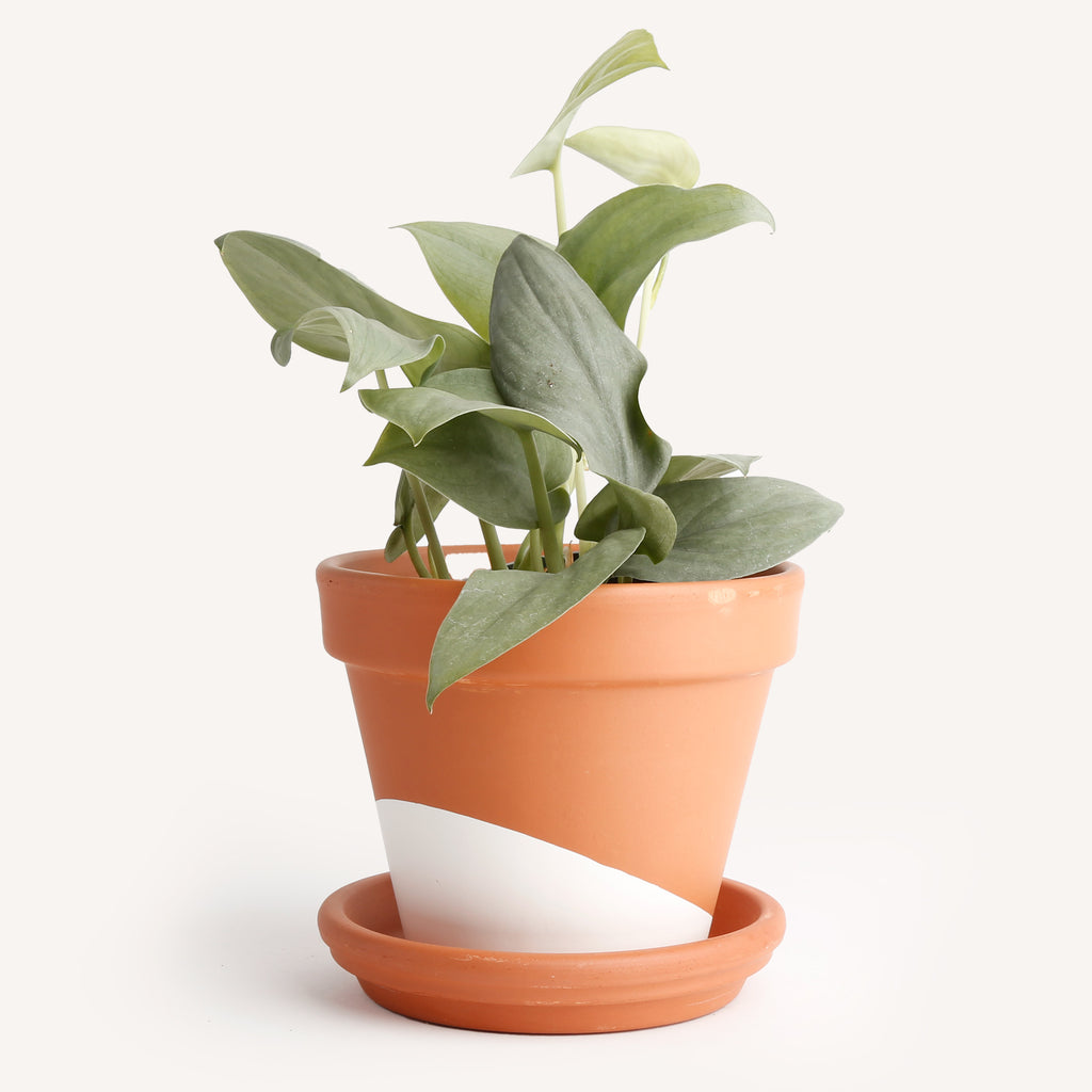 silver hero pothos Scindapsus 'Silver Hero' – Horti