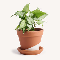 Syngonium White Butterfly