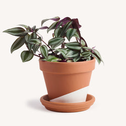 Tradescantia Zebrina