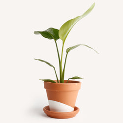 White Bird of Paradise