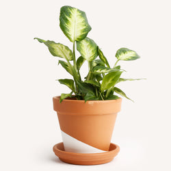 Dieffenbachia 'Camille'