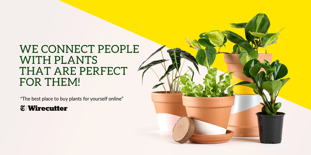 we connect people with plants that are perfect for them
