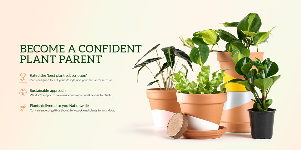Become a confident plant parent. Horti is rated the best plant subscription. We follow a sustainable approach and don't believe in "throw away" culture when it comes to plants. We deliver plants nationwide. 