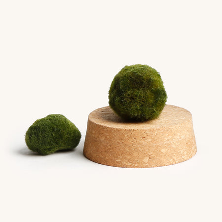 Marimo Kit  Indoor House Plants Delivered to Your Door