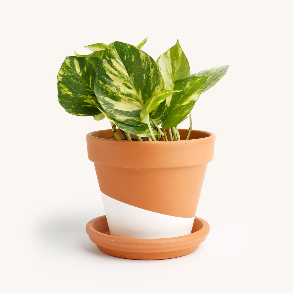 small pothos plant Pothos – Horti